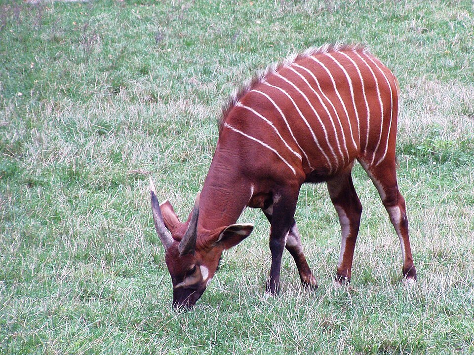 Bongo (Tragelaphus eurycerus) standing in a dense forest habitat, showing its reddish-brown coat with white vertical stripes and long spiral horns.