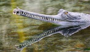 THE GHARIAL (GAVIALIS GANGETICUS) • The gharial (Gavialis gangeticus), also known as gavial or fish-eating crocodile. • It has been listed as critically endangered on the IUCN Red List since 2007.