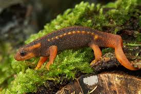Tylototriton verrucosus is a species of newt found in the Indian subcontinent and Southeast Asia. Common names include Himalayan salamander