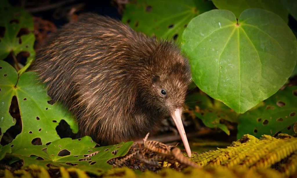 Small brown kiwi bird with long slender beak foraging on forest floor at night