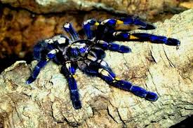 Peacock tarantula (Poecilotheria metallica) with striking electric-blue legs and patterned body, perched on tree bark in a forest habitat.