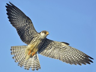 The Amur falcon (Falco amurensis) is a small raptor of the falcon family. It breeds in south-eastern Siberia and Northern China before migrating in large flocks across India and over the Arabian Sea to winter in Southern and East African coasts.