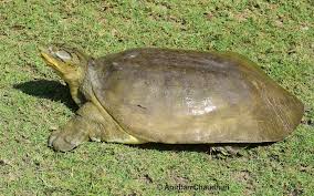 • India’s first satellite-tagged Ganges soft-shell turtle, an endangered species, was released in the 1,302 sq. km Kaziranga National Park and Tiger Reserve in Assam on Friday (May 15, 2026).
