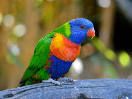 THE RAINBOW LORIKEET The rainbow lorikeet (Trichoglossus moluccanus) is a species of parrot found in Australia. It is common along the eastern seaboard, from northern Queensland to South Australia. Its habitat is rainforest, coastal bush and woodland areas.
