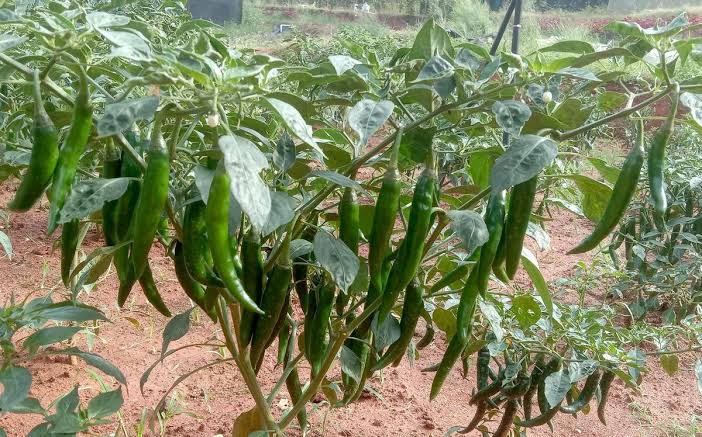 KERALA AGRICULTURAL UNIVERSITY RELEASES FIVE NEW HIGH-YIELDING CROP VARIETIES The Kerala Agricultural University (KAU) has released five new crop varieties developed for the State’s agro-climatic conditions: The newly released varieties—KAU Thejaswini (chilli), KAU Medha (brahmi), KAU Sougandhika (vetiver), KAU Cochin Pride (ginger), and KAU Golden Finger (turmeric)—have been developed to offer higher yields, superior quality and better economic returns to farmers.