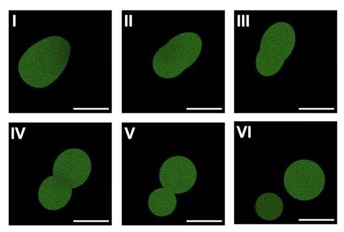 New synthetic cell can eat, grow, divide - The Hindu
